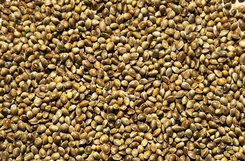Natural Background of Dried Hemp Seed